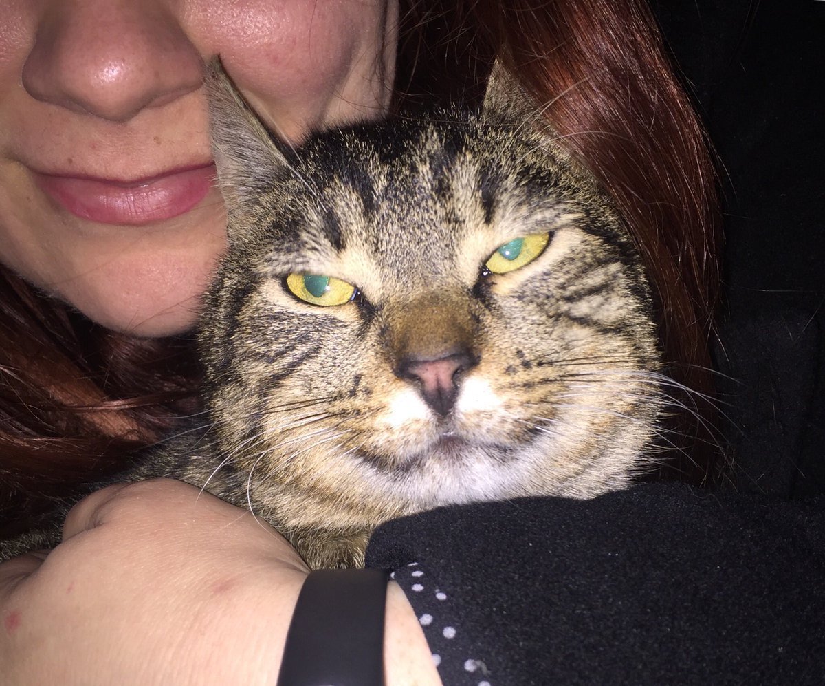 Кошка табби макрель