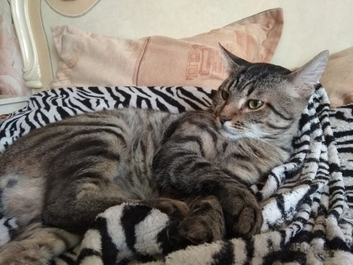 Кошка Алиска