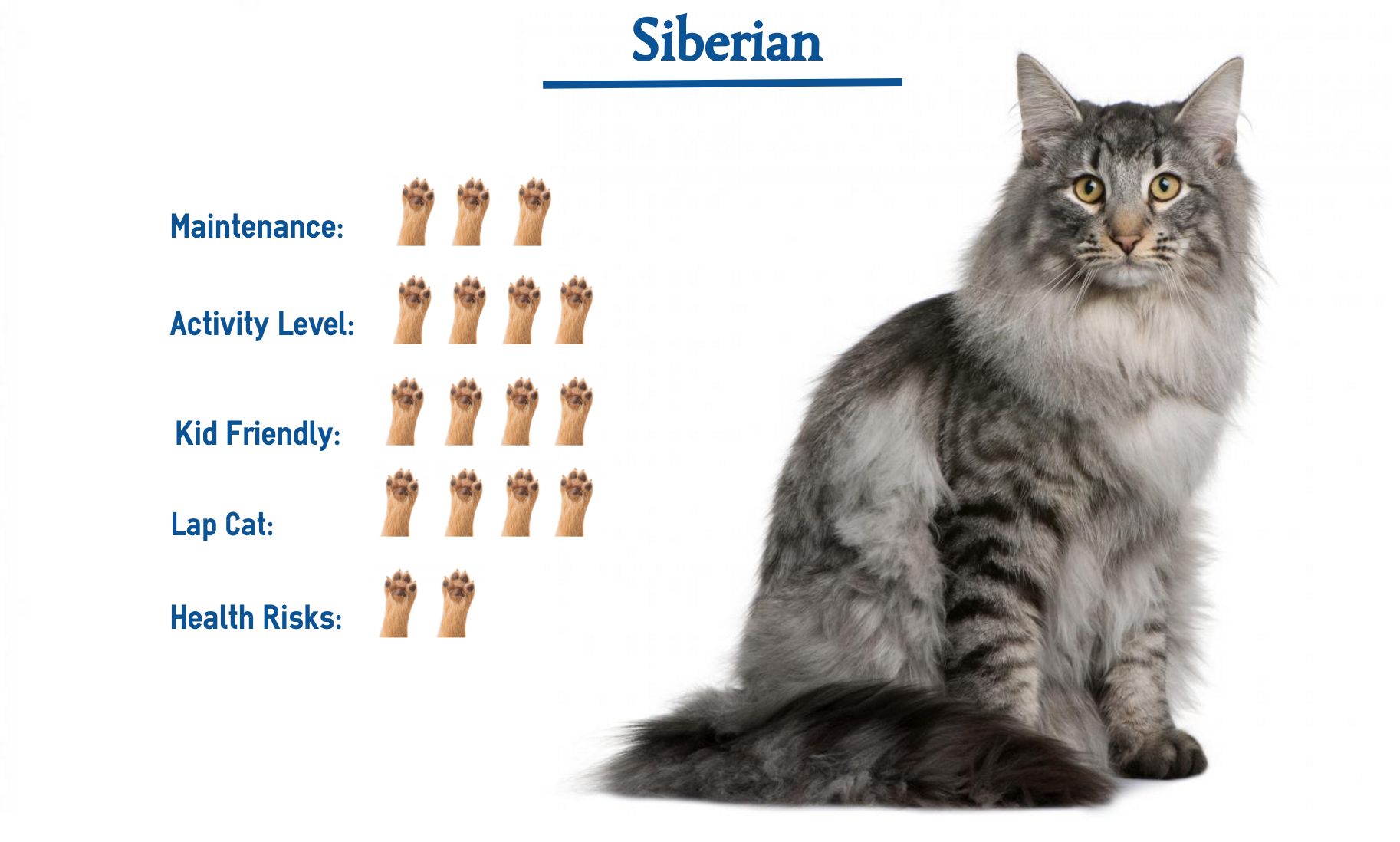 Средняя жизнь домашних кошек. Сибирская кошка Размеры и вес. Сибирская кошка вес в 2 месяца. Мейн кун Сибирский кот вес. Сибирский кот Размеры и вес.