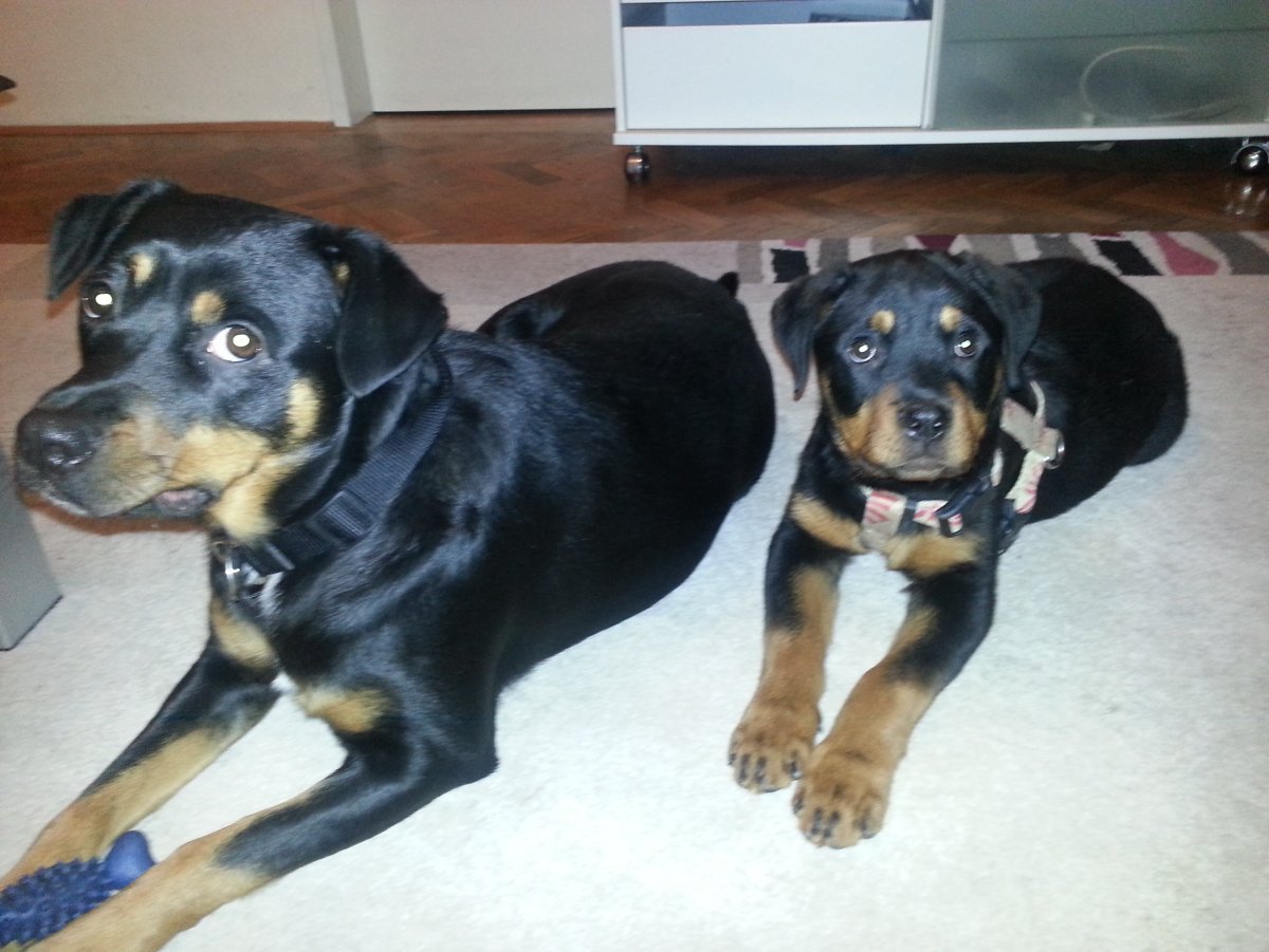 Ротвейлер кора