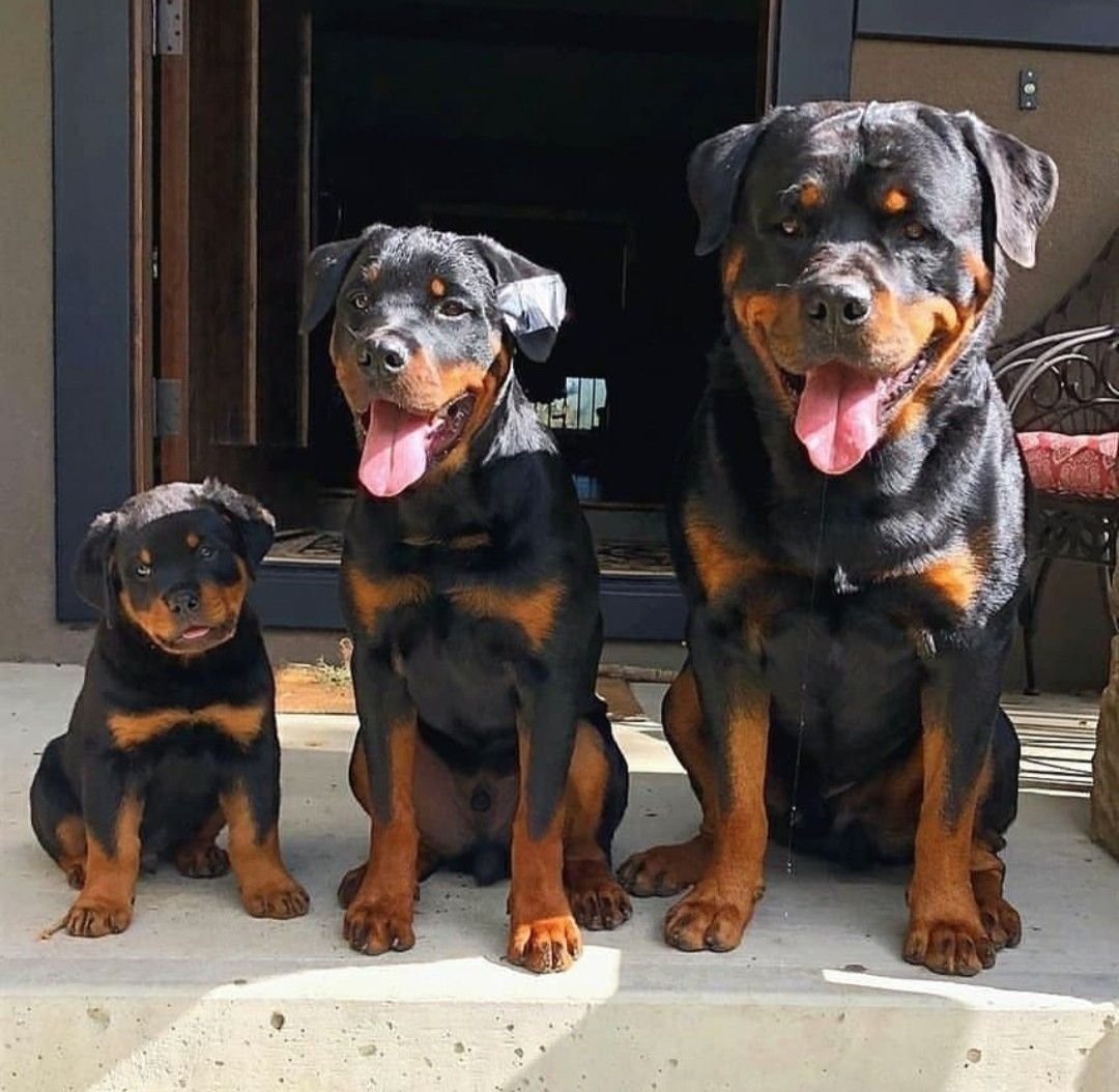 Ротвейлер и Доберман