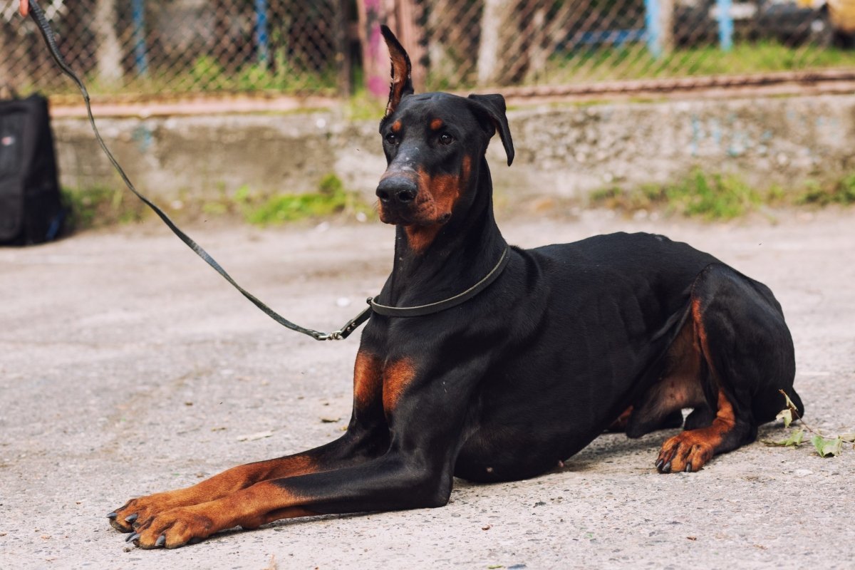 Доберман Молосс