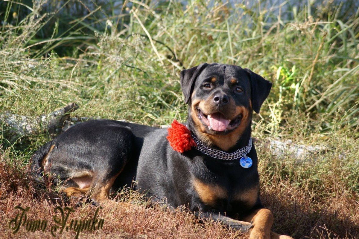 Ротвейлер самка