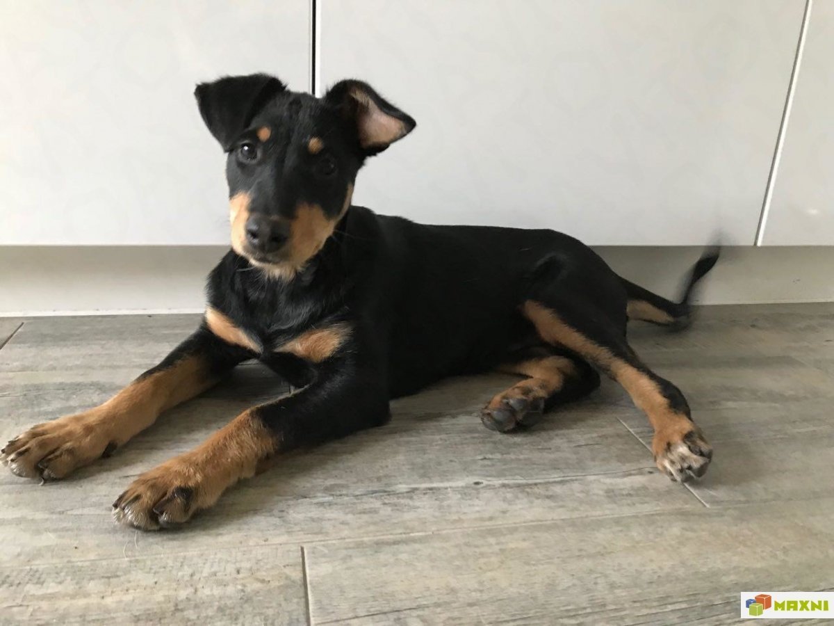 Метис добермана