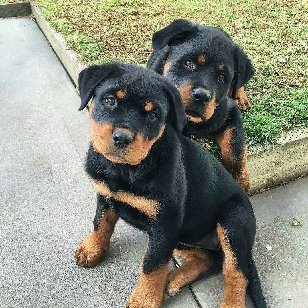 Бигль и ротвейлер