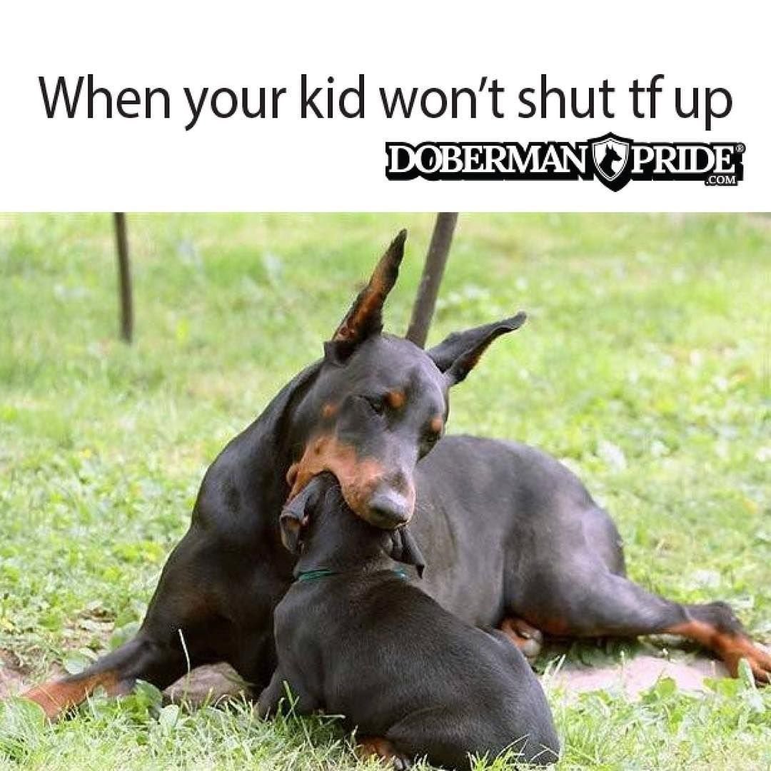 Доберман пятнистый