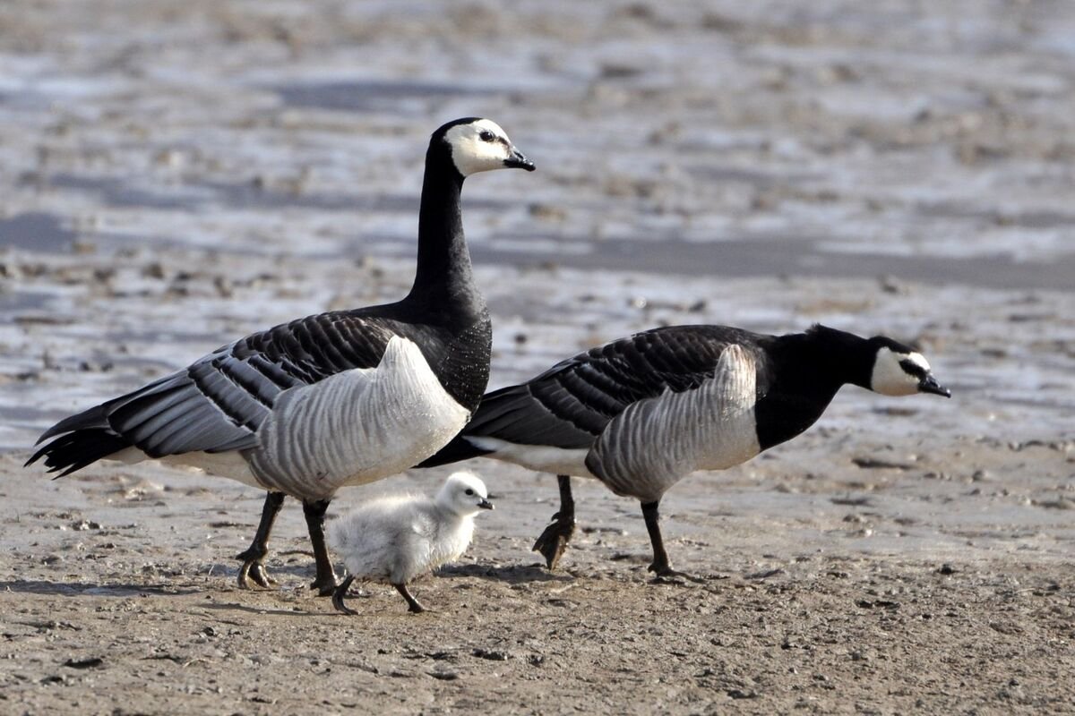 Barnacle Goose