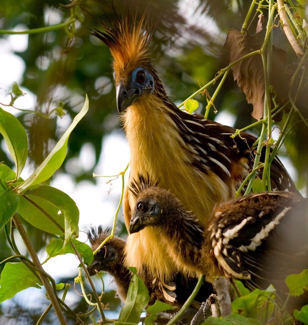 Гоацин птенец