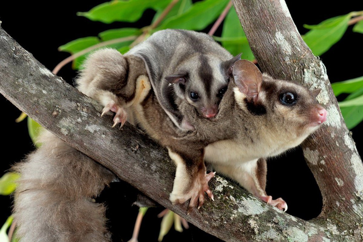 Австралийский сахарный поссум