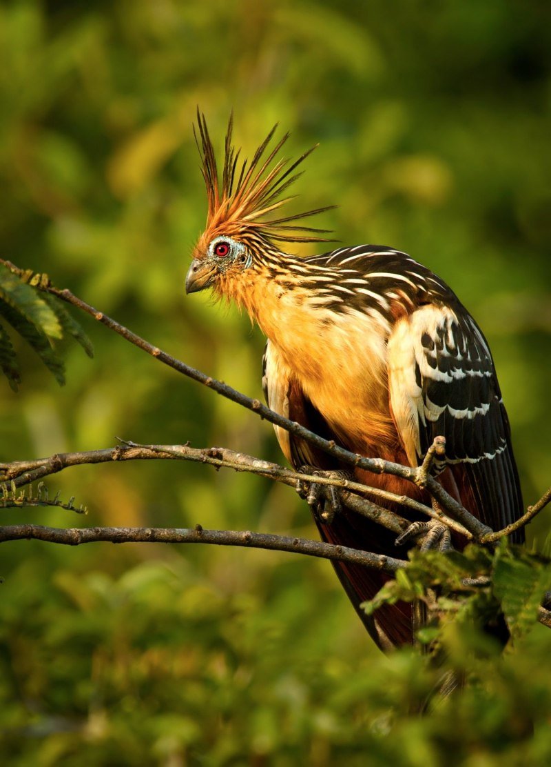 Тропическая птица гоацин