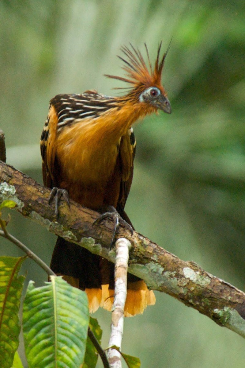 Гоацин птица