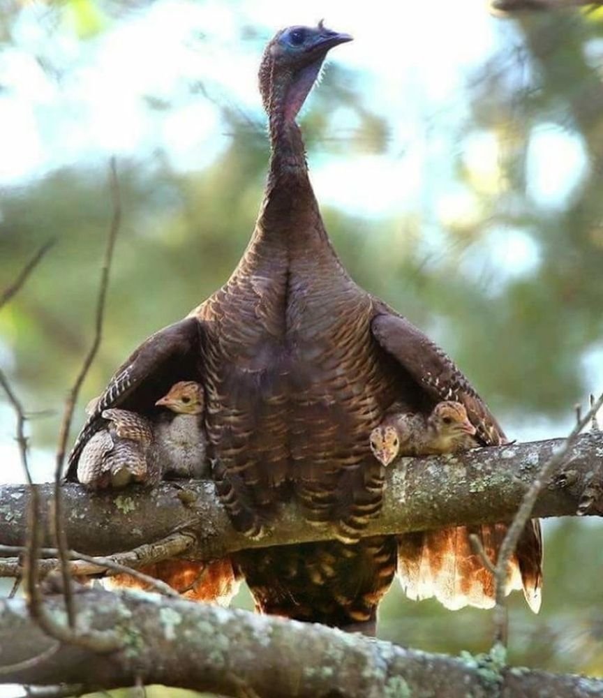 Дикая индюшка