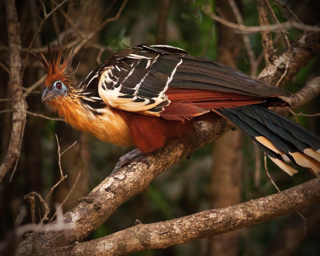 Сельва гоацин