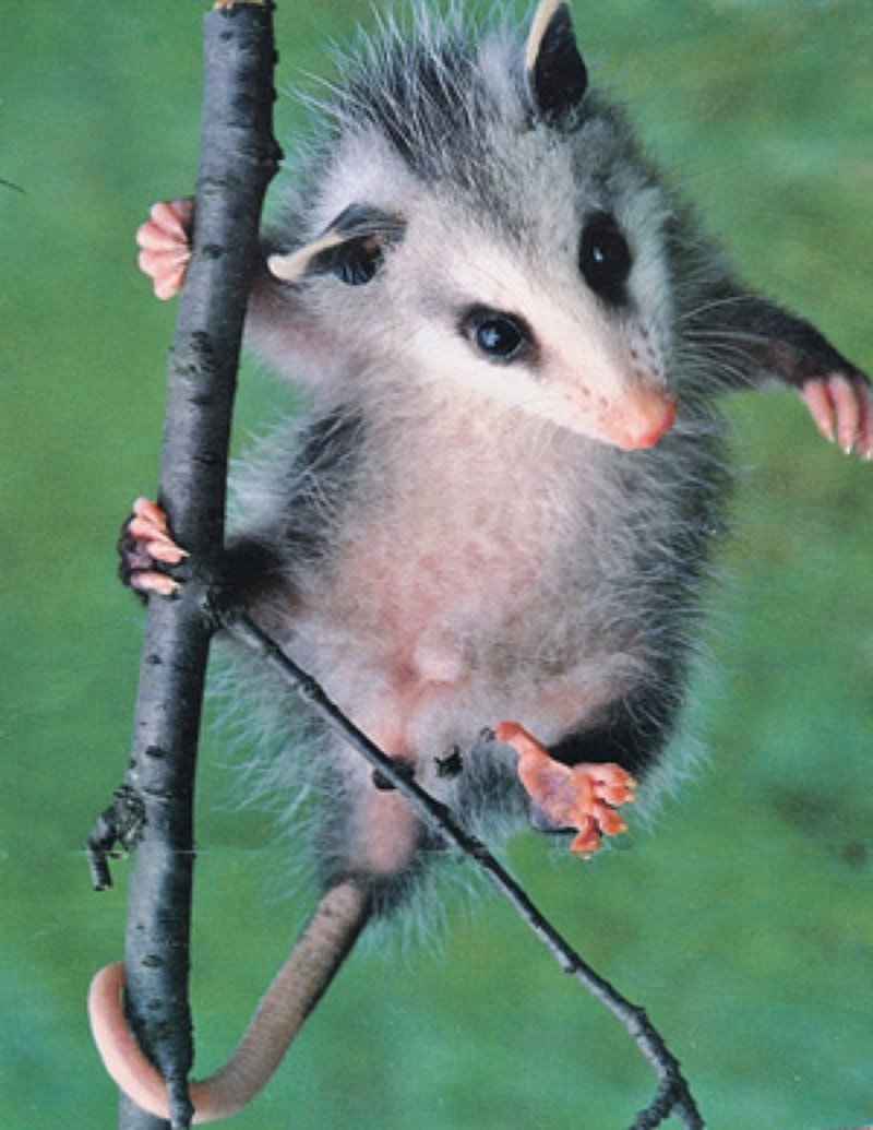 Сумчатый опоссум