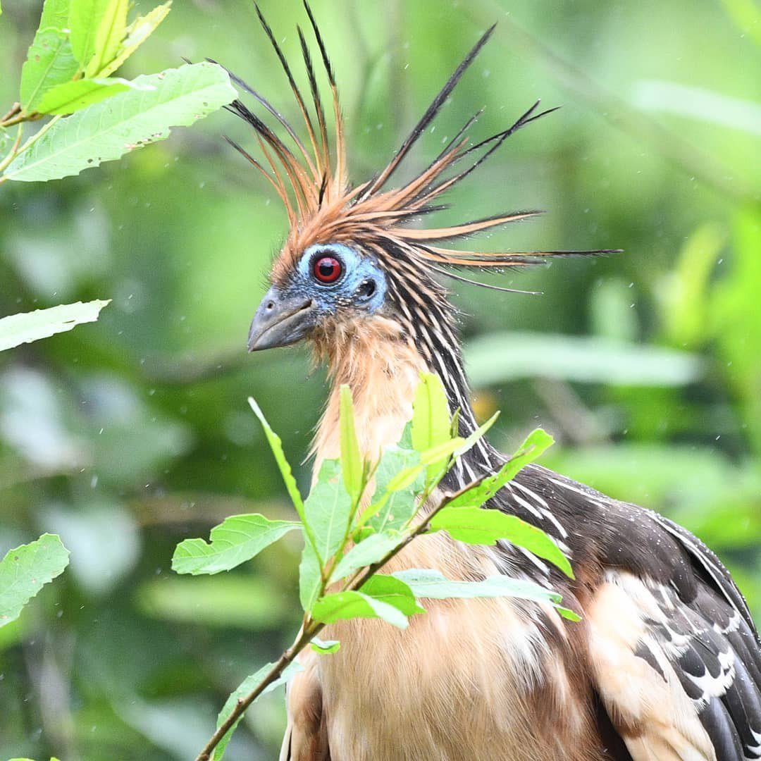 Сельва гоацин