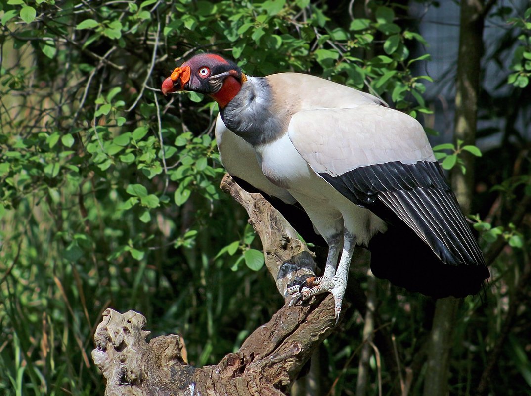 Панамский Королевский гриф
