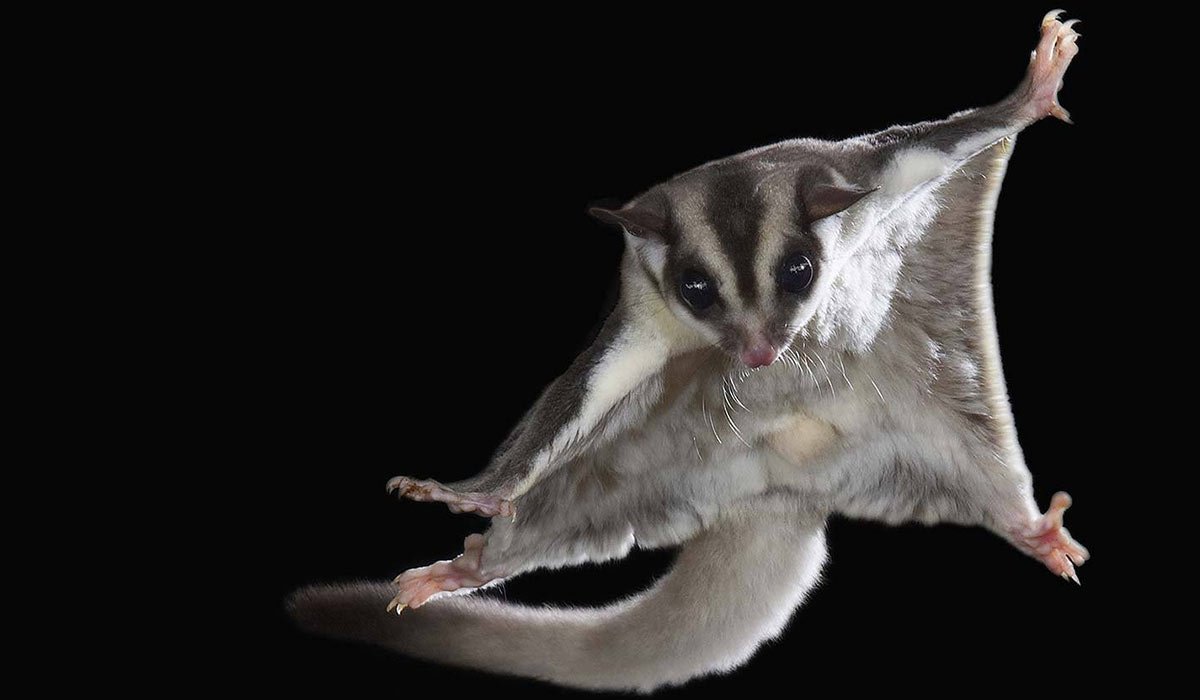 Сумчатая летяга - поссум