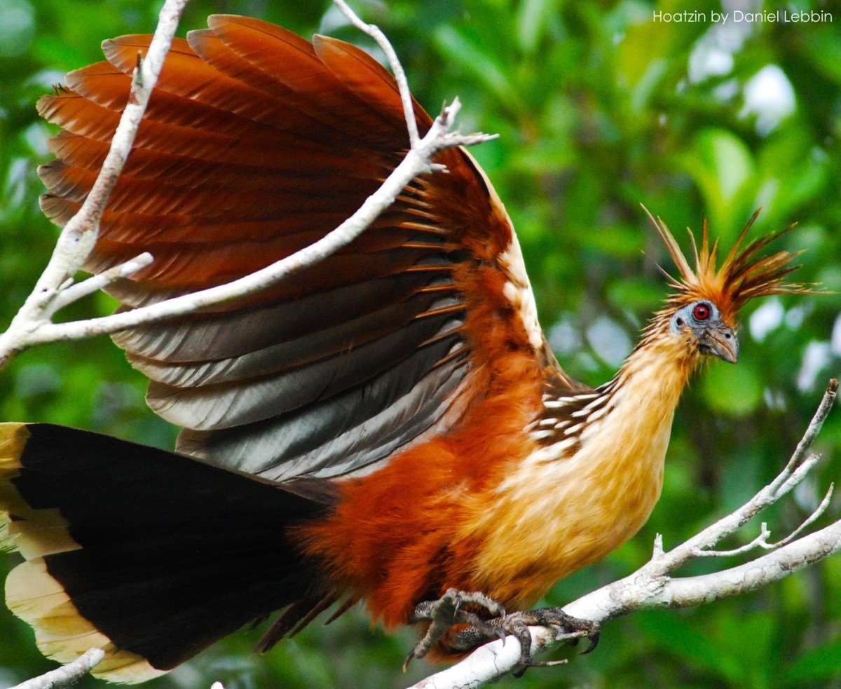 Венценосный Гаоцин