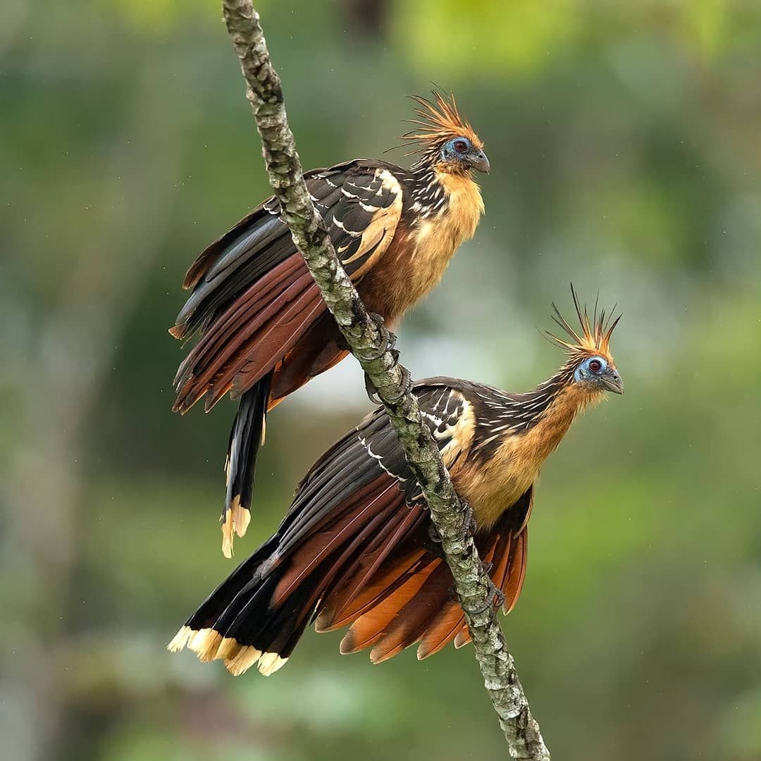 Большие птицы джунглей