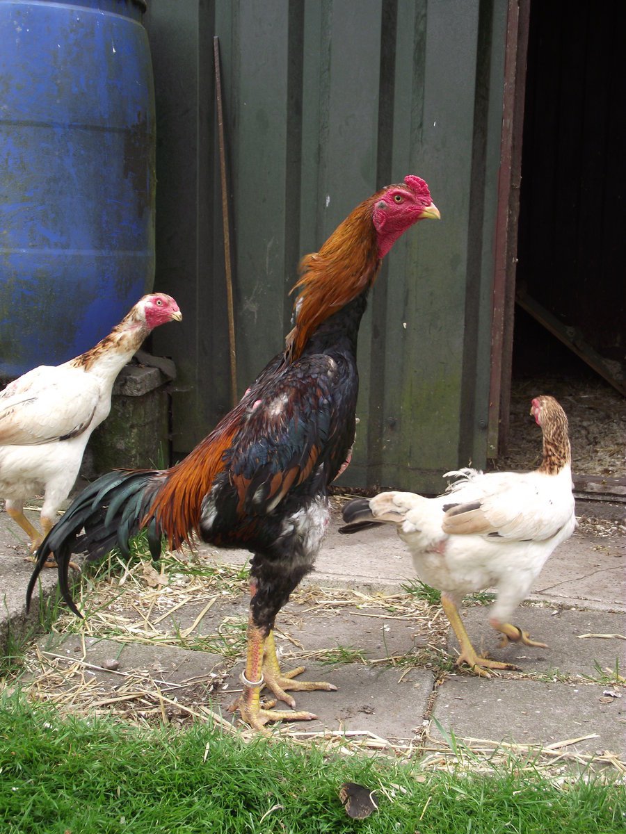 Куры породы Шамо