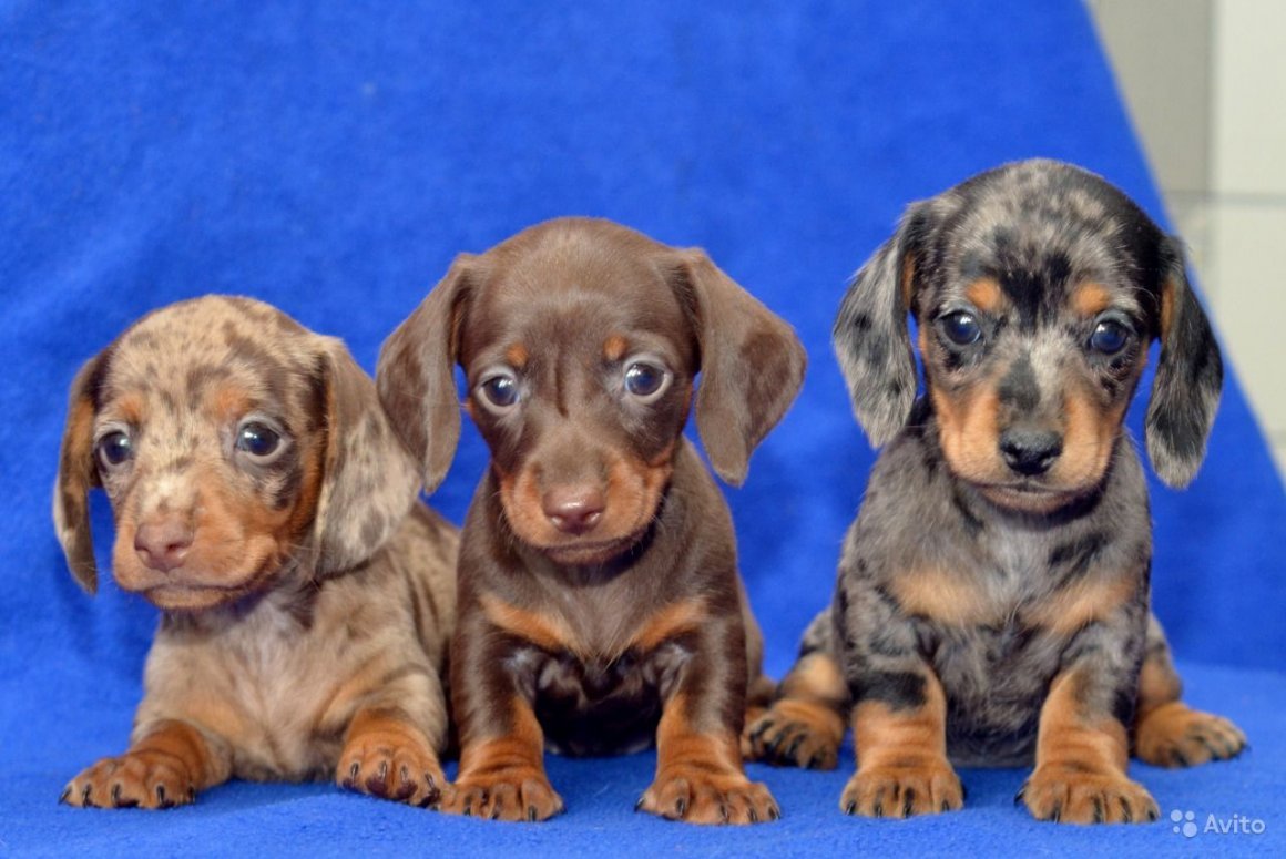 Такса мини кроличья