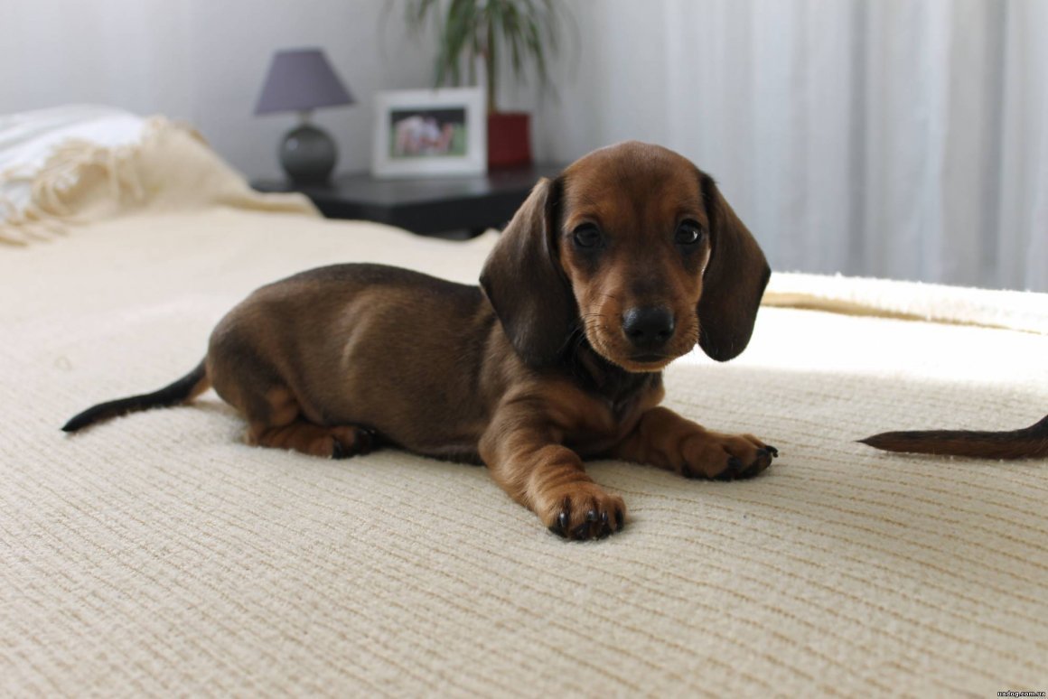 Кроличья такса