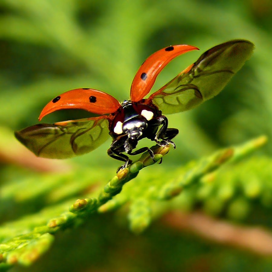 Плюсы насекомых