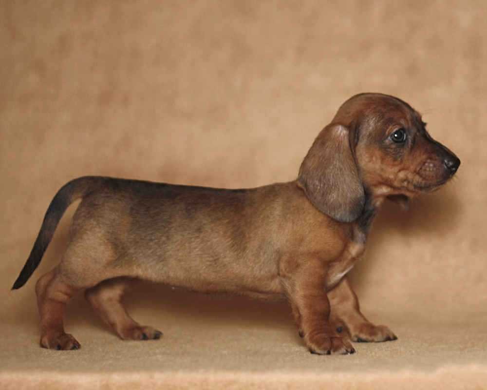 Маленькая кроличья такса