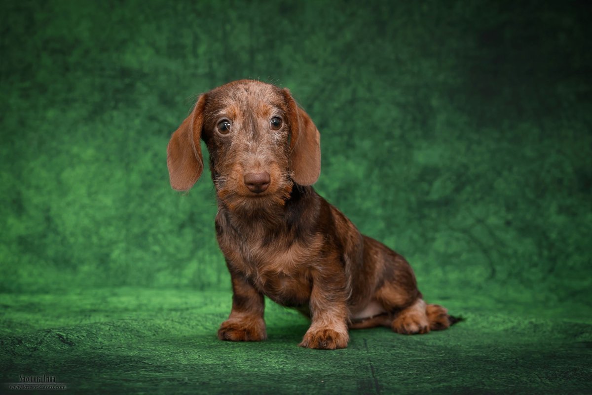 Такса рыжая кроличья