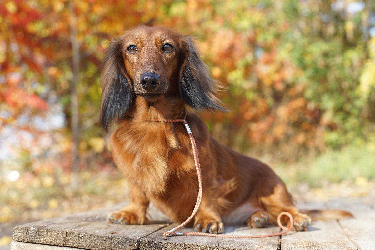 Такса длинношерстная карликовая