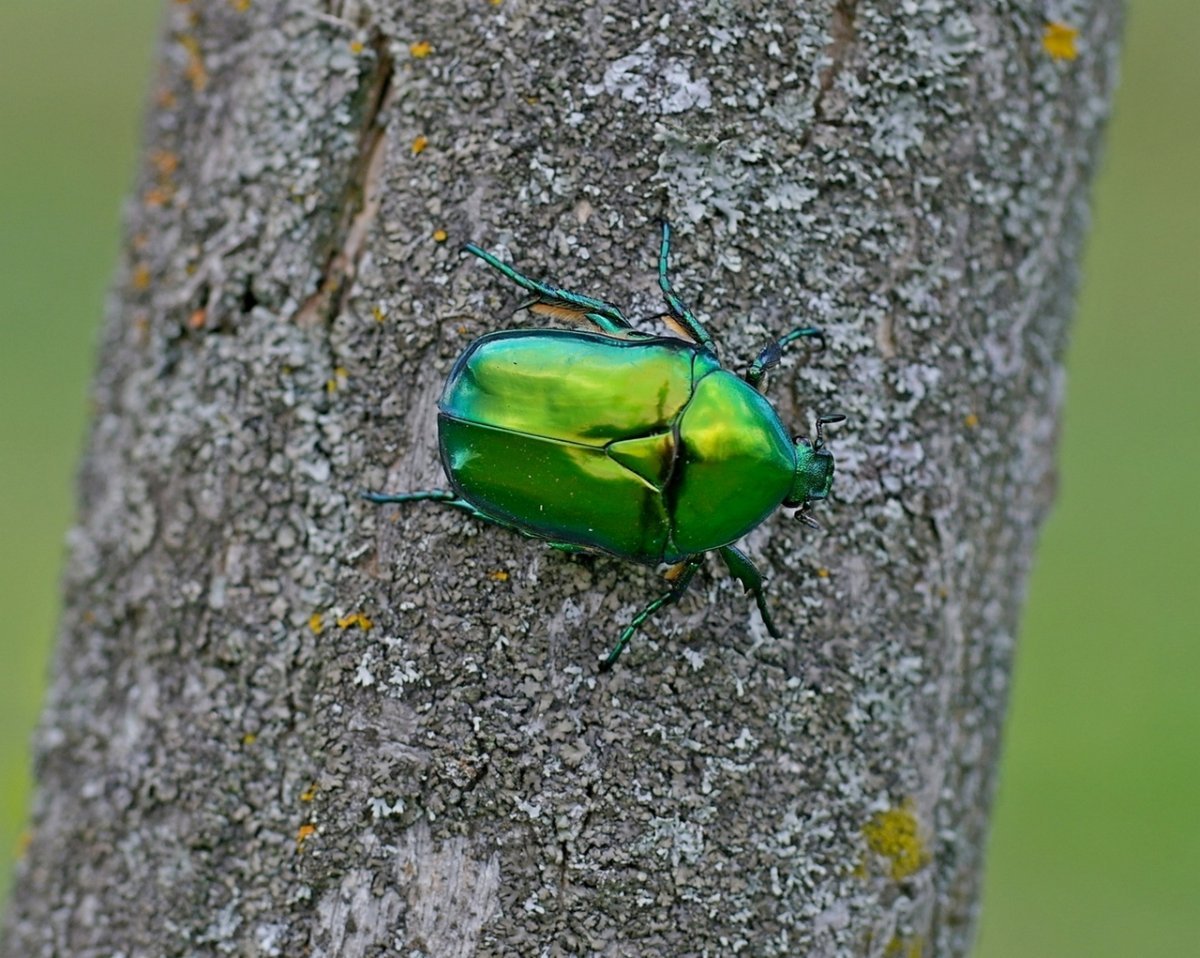 Жук бронзовка гладкая