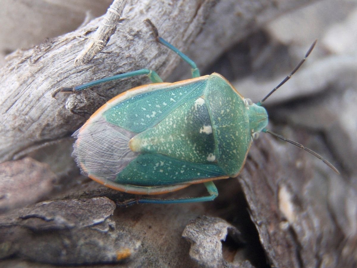 Chlorochroa pinicola