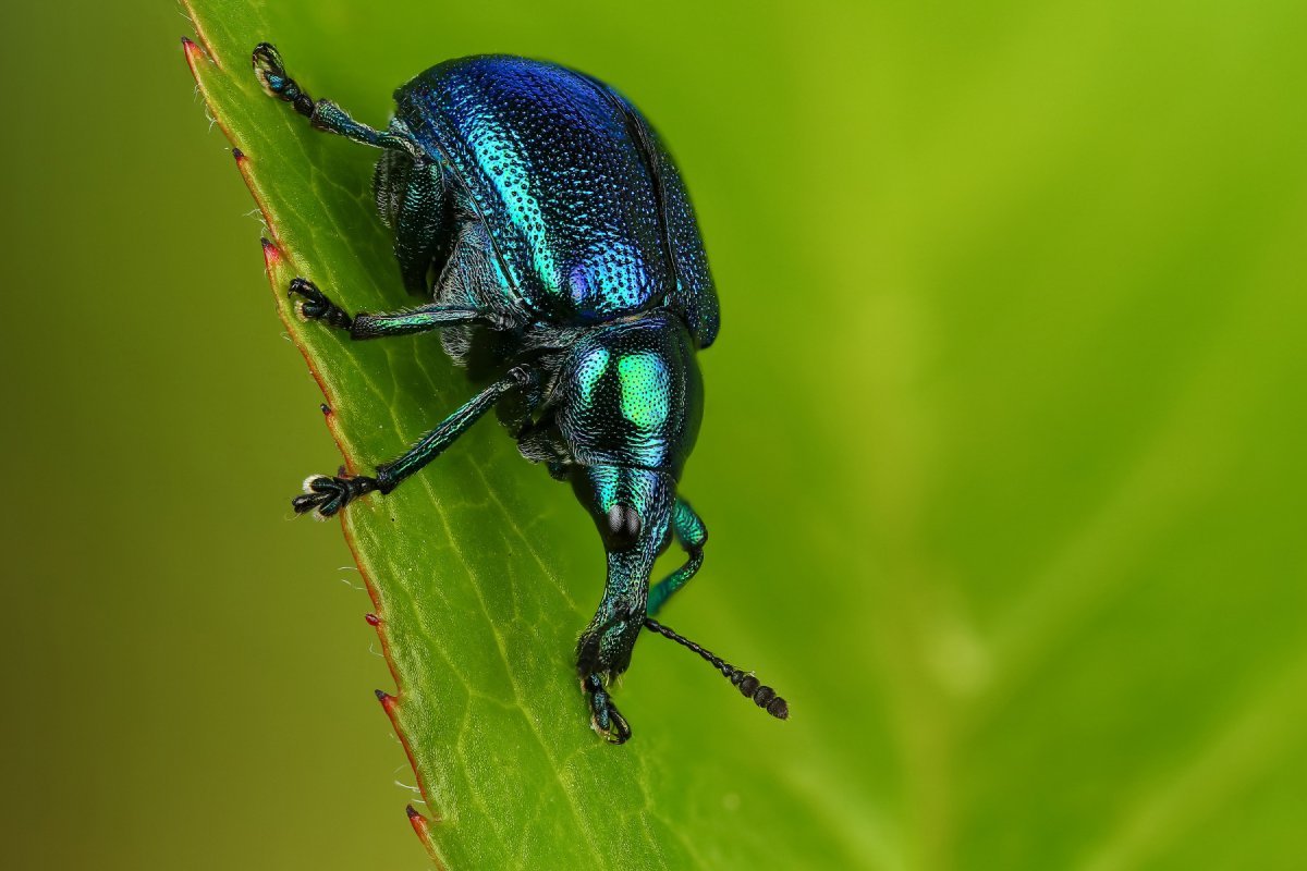 Жук бронзовка гладкая