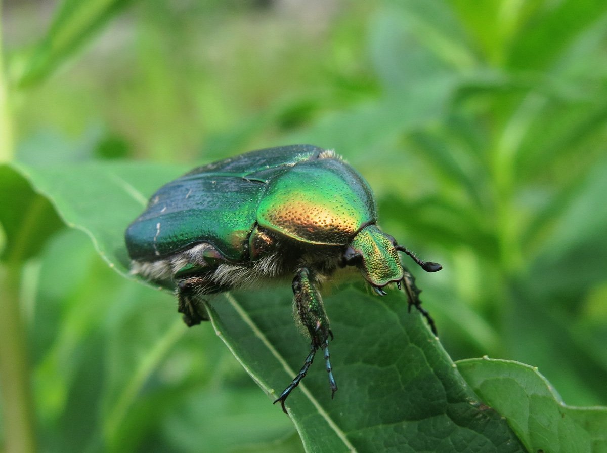 Жук бронзовка полет