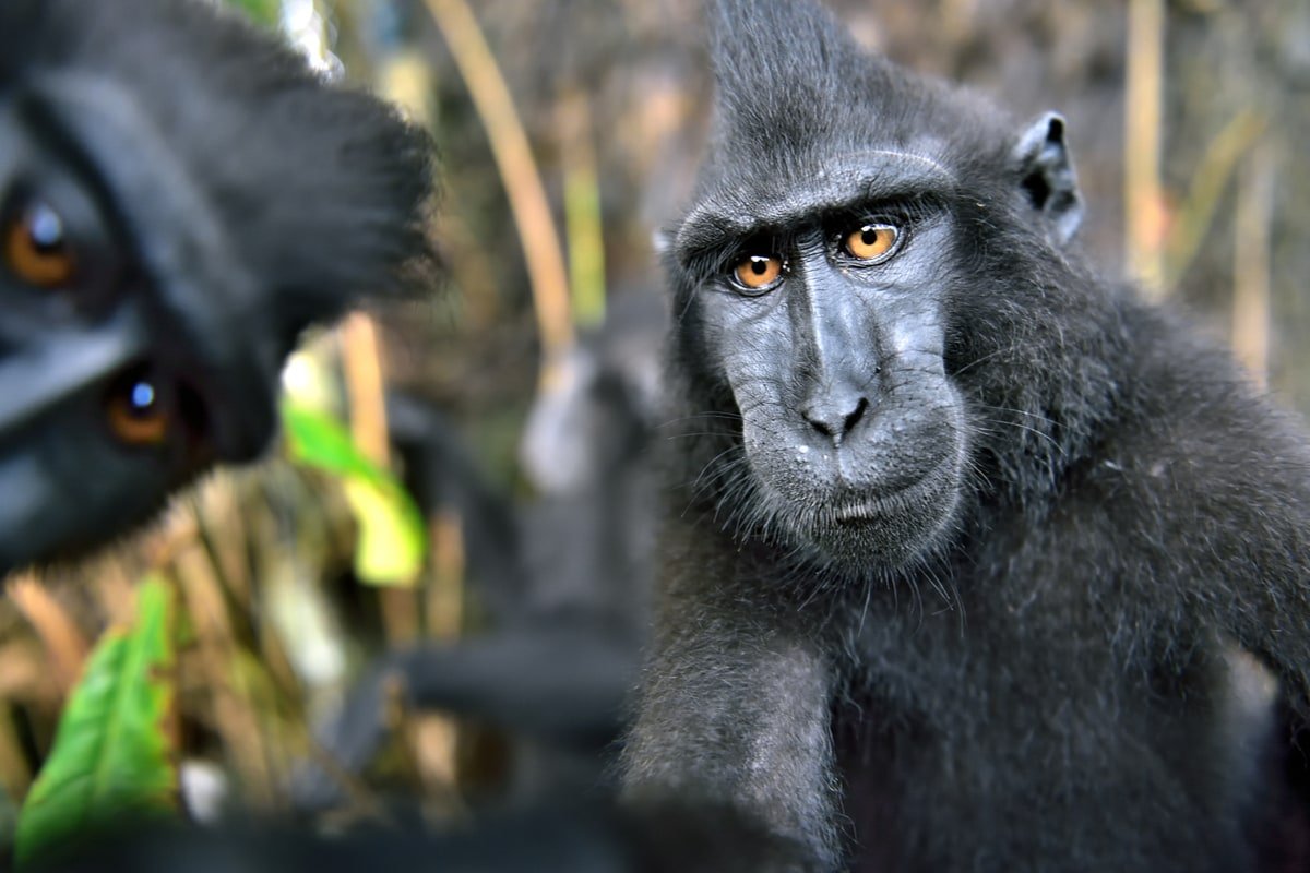 Celebes Crested macaque