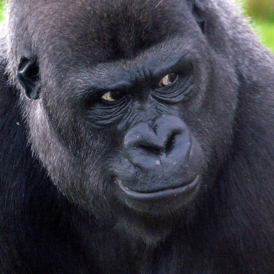 Обезьяна в бассейне