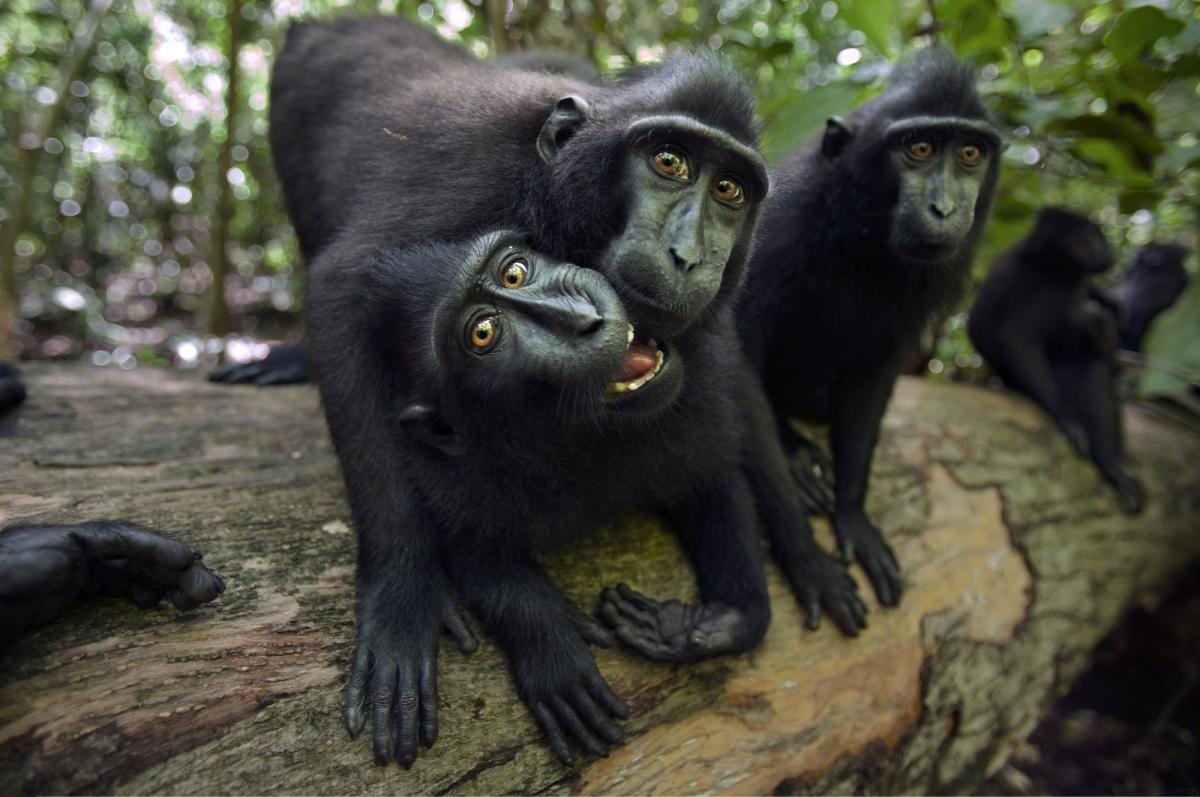 Задумчивая обезьяна