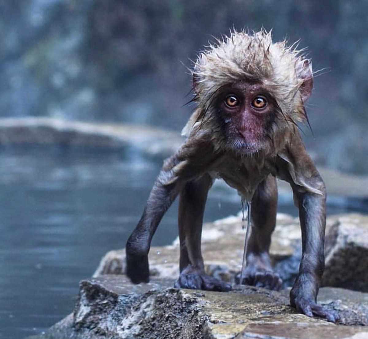 Шимпанзе хвост