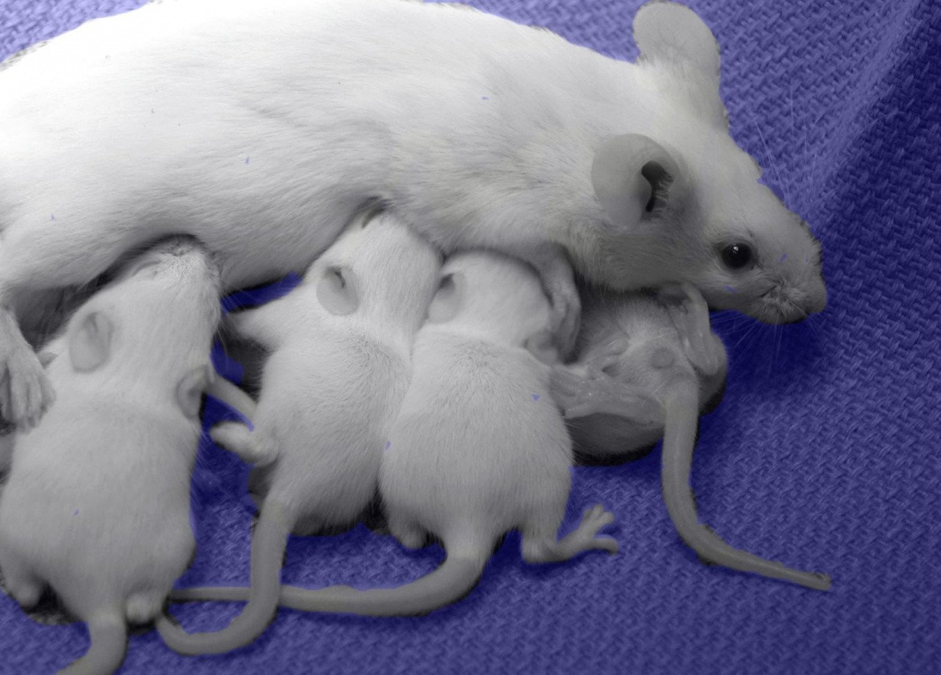 Детеныш мыши. Белая мышь. Мышка с мышатами.