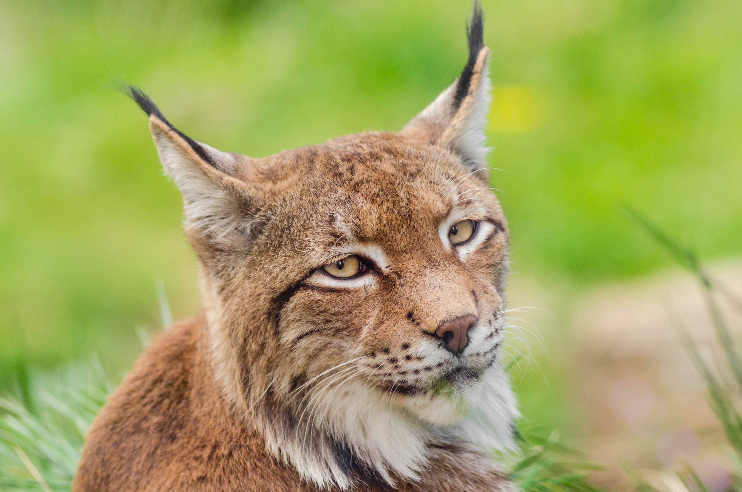 Хорошо слышат рысьи уши. Обыкновенная Рысь. Бобкэт Рысь. Lynx Lynx. Рысь млекопитающее.