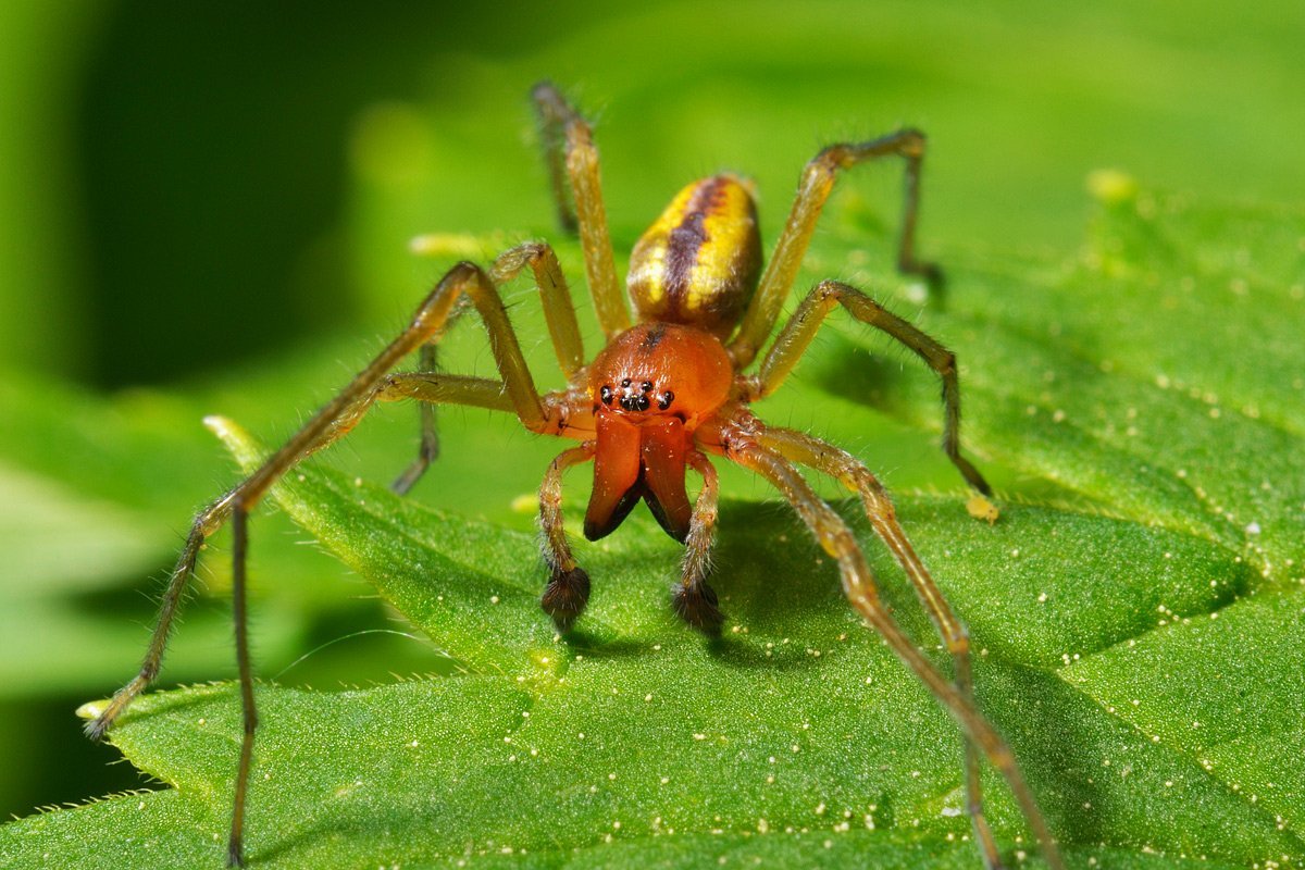 Ostearius melanopygius паук