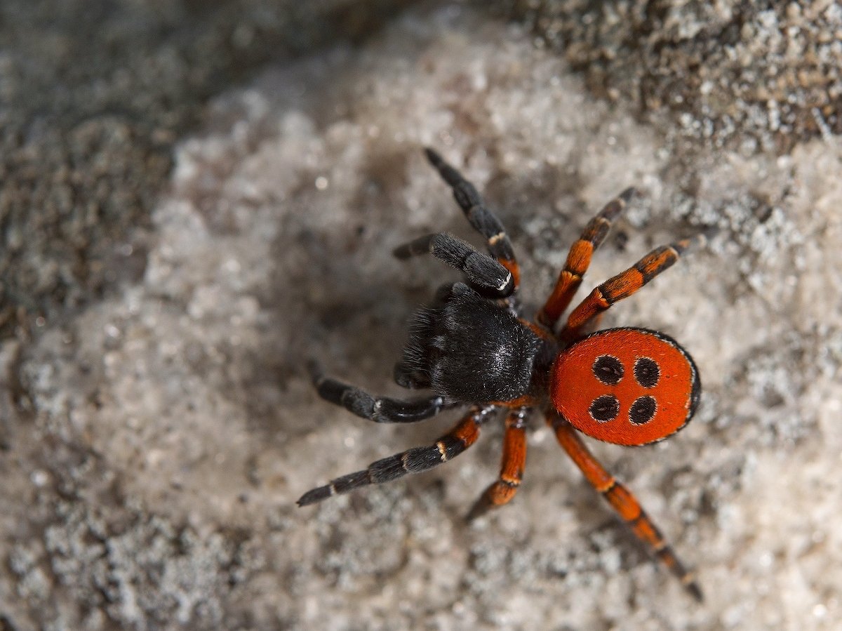 Белый Каракурт Latrodectus pallidus