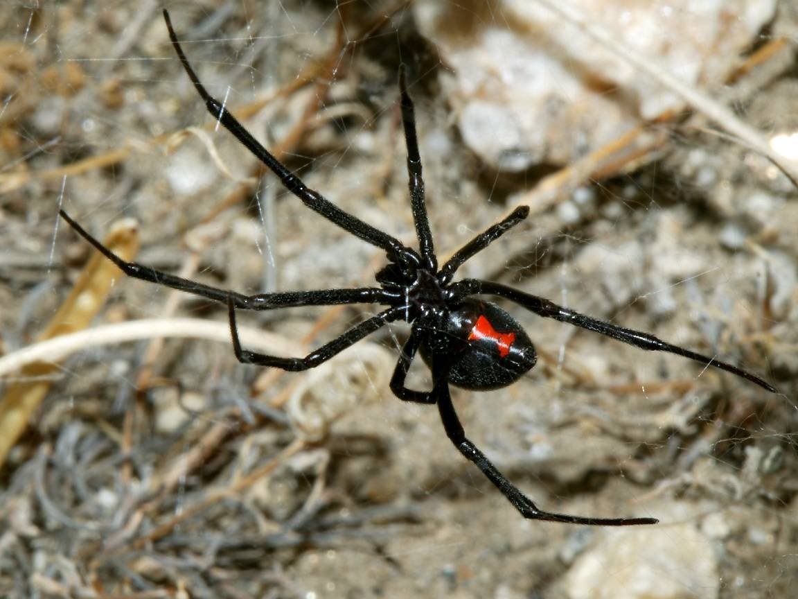 Каракурт (Latrodectus mactans)