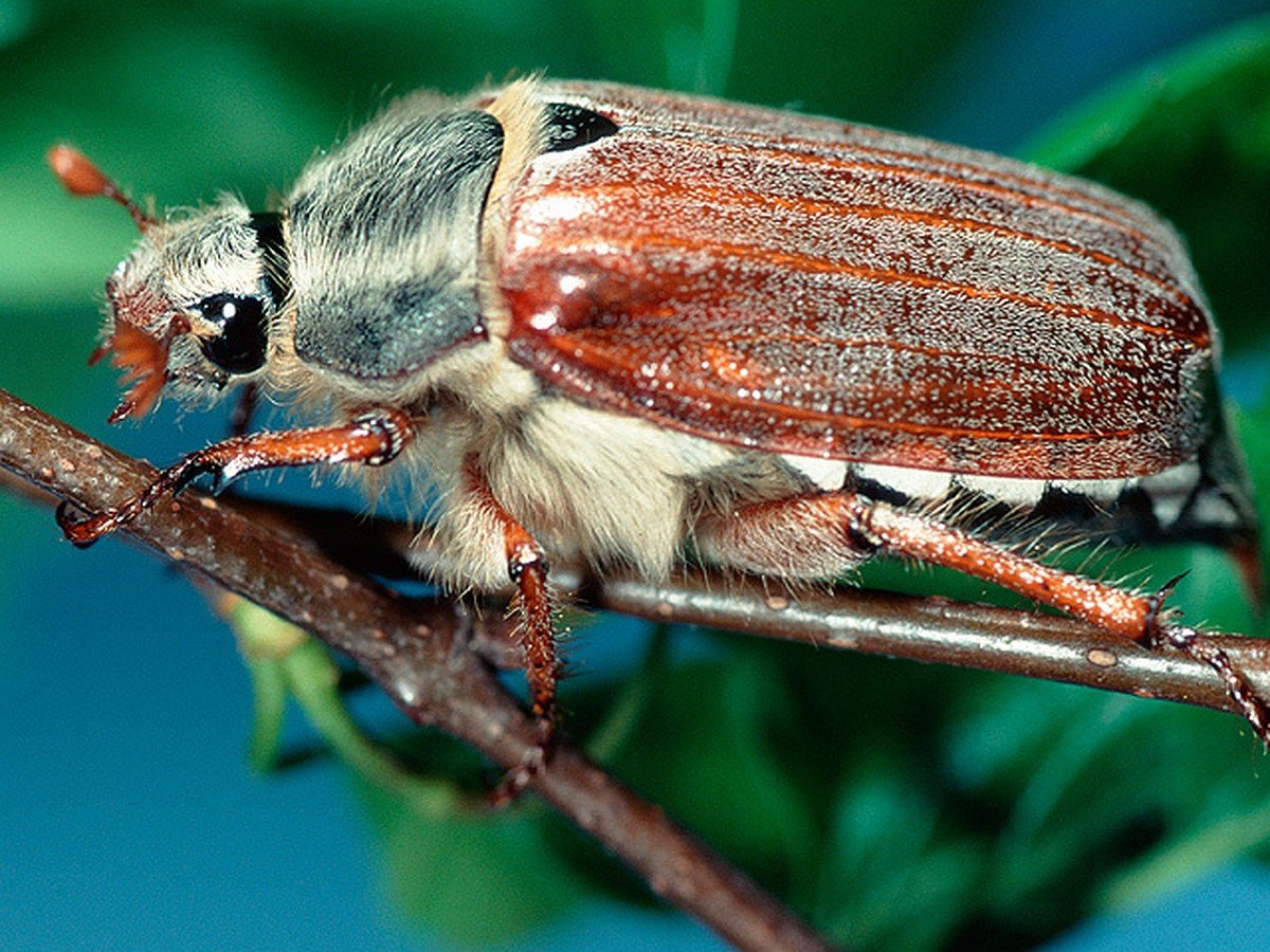 Майский Жук хрущ