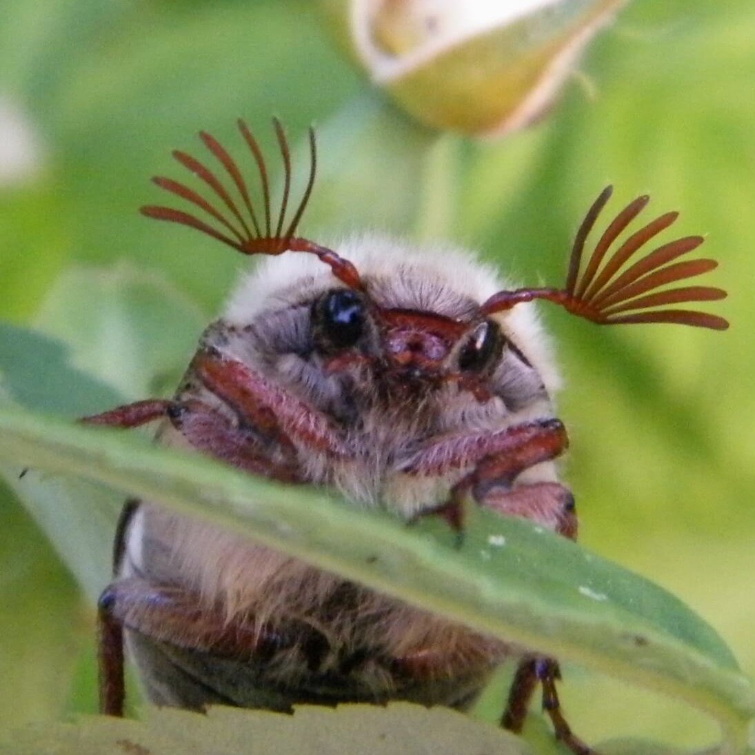Майский Жук с ресничками