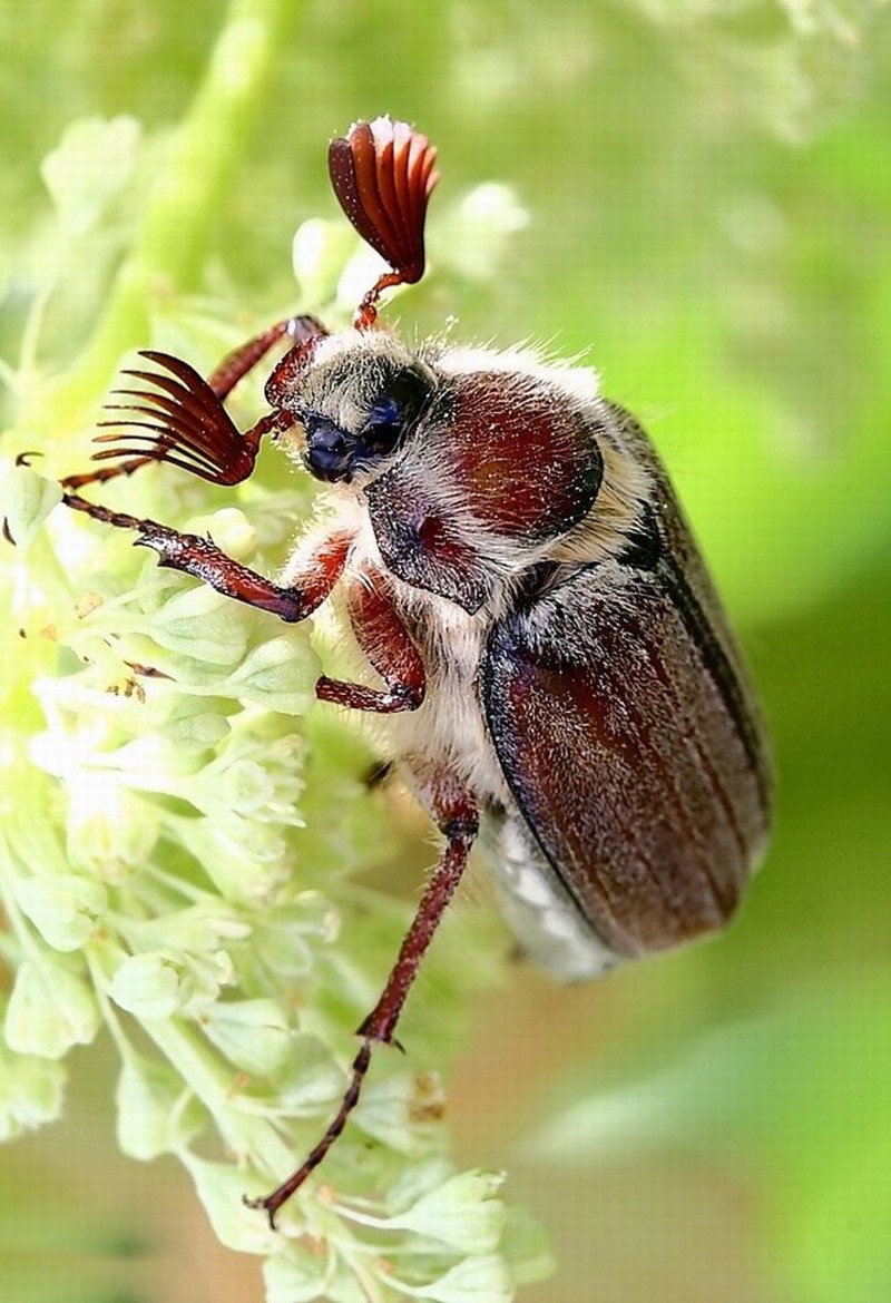 Садовый Хрущик Жук