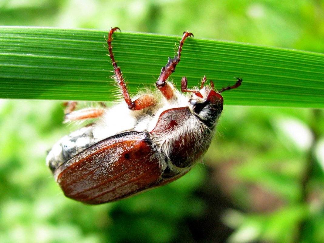 Майский Жук (хрущ Майский)