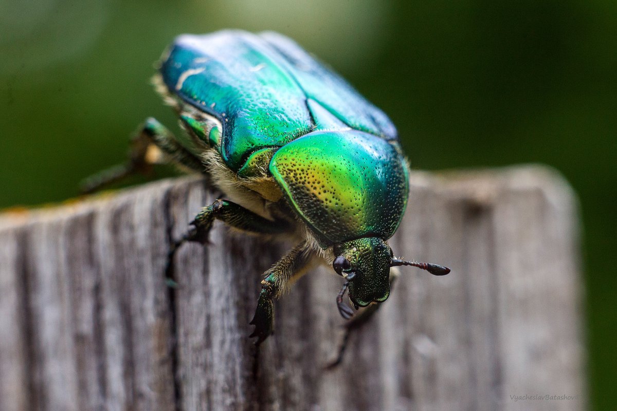 Жук бронзовка мохнатая