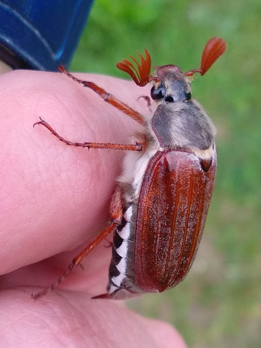 Майский Жук (хрущ Майский)
