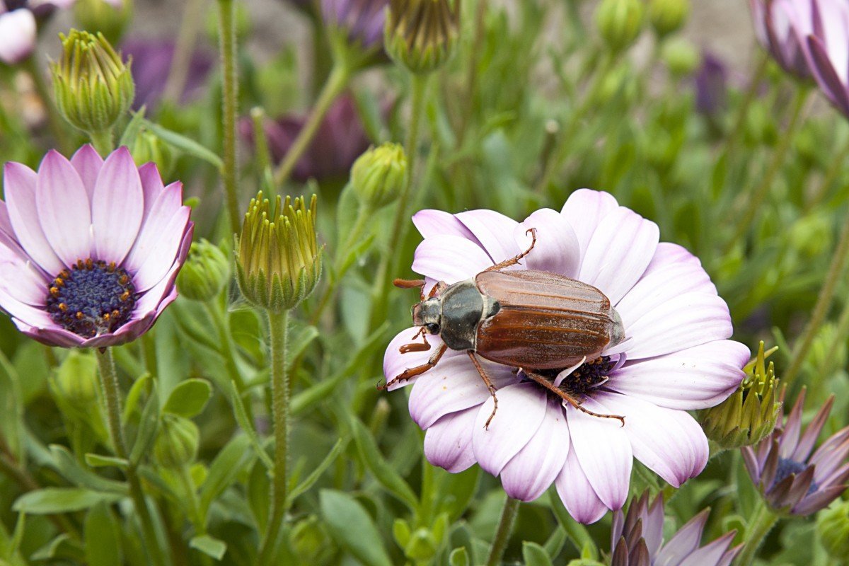 Майский Жук опыляет растения